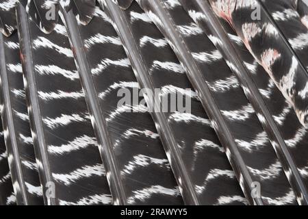 Closeup of the feathers on an Eastern Wild Turkey, Meleagris gallopavo silvestris. Stock Photo