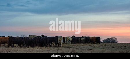 Panorama of a herd of commercial beef cows and calves eating at round bale ring feeders under a colorful twilight sky with negative space. Stock Photo