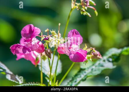 Flowers of touchy glandular close-up. Impatiens glandulifera. Impatiens glandulifera, Himalayan balsam, is a large annual plant native to the Himalaya Stock Photo