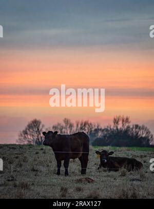 Portrait of two Angus calves in a winter pasture against a colorful sunset with negative space above. Stock Photo