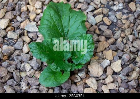Macro abstract view of a young growing rhubarb (rheum) plant planted with a stone mulch Stock Photo