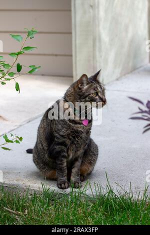 Close up view of a gray and brown striped tabby cat, sitting on a residential sidewalk, looking outward Stock Photo