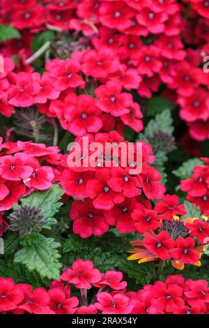 Verbena Showboat Crimson Velvet, Verbena hybrida, perennial, deep red flowers Stock Photo