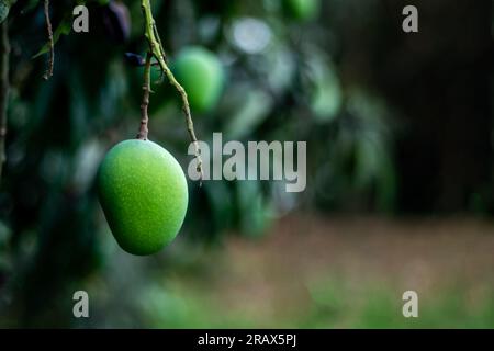 The raw mango fruit has a rich flavor and aroma Sour Green Mangos are medium to dark green, and very hard. Green mangoes are a young unripe mango Stock Photo