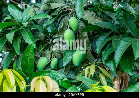 Green mangoes are a young unripe mango. They're sour and crunchy and best eaten as a snack with some salt andor chili. When ripe, the sweetness and ta Stock Photo