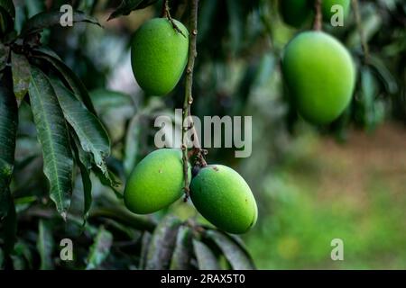 Green mangoes are a young unripe mango. The raw mango fruit has a rich flavor and aroma that summons thoughts of sultry breezes and a sunny climate Stock Photo