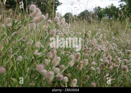 Natural closeup on a fluffy aggregation of rabbit or hare's-foot clover, Trifolium arvens in the field Stock Photo