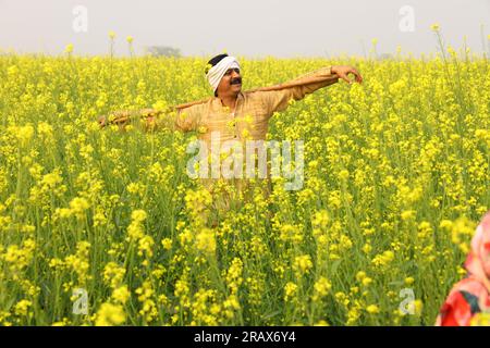 rural Indian man with mustache standing in the mustard field and he happy to see the agricultural benefits of the field. Stock Photo