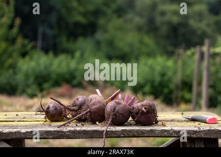 young, dirty, fresh beets on a board. Blurred background Stock Photo