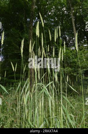 Wood Barley - Hordelymus europaeus Stock Photo