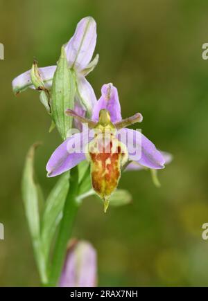 Wasp Orchid - Ophrys apifera var. trollii Stock Photo