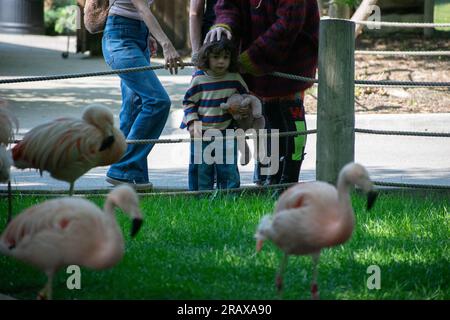 Calgary, Alberta, Canada. 5th July, 2023. A boy looks at the Chilean Flamingos at the Calgary Zoo, Canada. (Credit Image: © Matias Basualdo/ZUMA Press Wire) EDITORIAL USAGE ONLY! Not for Commercial USAGE! Stock Photo