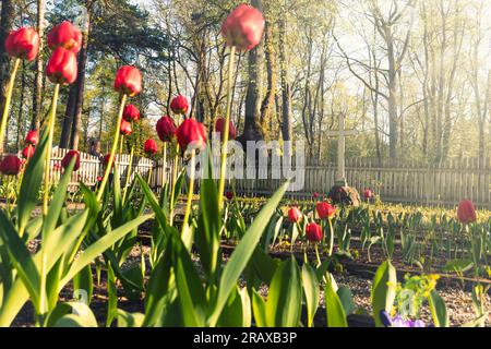 Red tulips blooming on the graves at the sunny summer day. Big white metal cross at the background.  Stock Photo