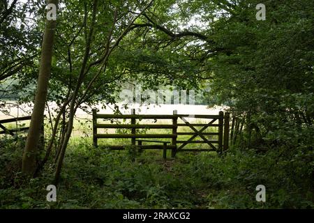 Wolford Wood Warwickshire England UK Stock Photo Alamy