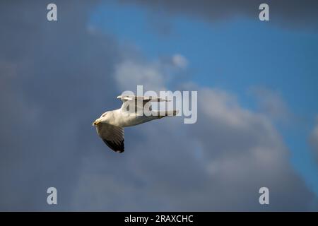 Seagull larus michahellis flying in the Salinas de Santa Pola Stock Photo