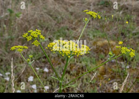 Wild Parsnip (Pastinaca sativa), Warwickshire, UK Stock Photo
