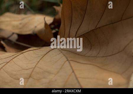 Macro of poplar leaf fallen on the ground Stock Photo