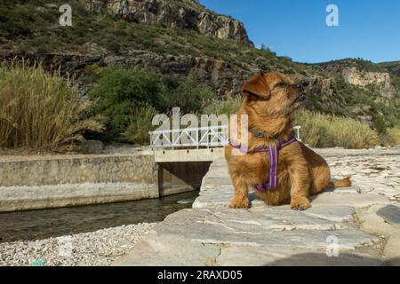 My dog ​​Nami on the bridge where the train crossed on the old railway line of Alcoy Gandía, Valencian Community Stock Photo