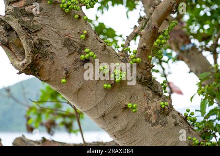 Fruits on wild banyan tree outdoors Stock Photo