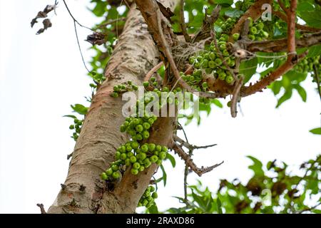Fruits on wild banyan tree outdoors Stock Photo