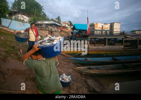 Yurimaguas, Peru 1st October 2022: Community of fishermen unloading fish from their boats on the Huallaga River in the Peruvian jungle. Stock Photo