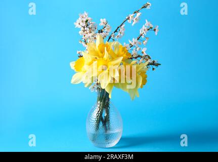 Bouquet of beautiful yellow daffodils and cherry blossom in vase on light blue background Stock Photo