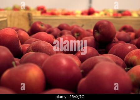 Apples in Wood Crates Ready for Shipping. Cold Storage Interior. Large Distribution Warehouse with Apples. Video Footage for Advertising. Juice, Cider Stock Photo