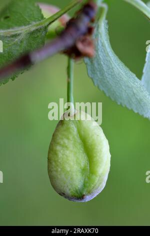 Pocket plum Taphrina pruni diseased misshapen plum fruit. Stock Photo