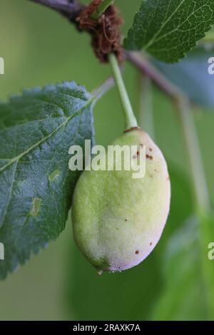 Pocket plum Taphrina pruni diseased misshapen plum fruit. Stock Photo