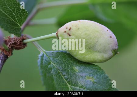 Pocket plum Taphrina pruni diseased misshapen plum fruit. Stock Photo