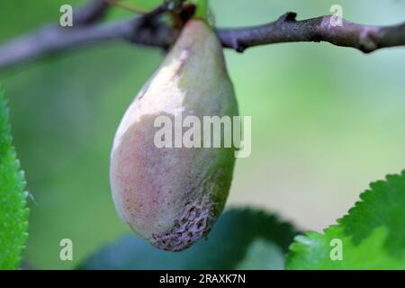 Pocket plum Taphrina pruni diseased misshapen plum fruit. Stock Photo