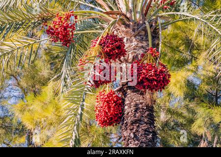 Tasty red dates on a palm tree on a farm or public park Stock Photo