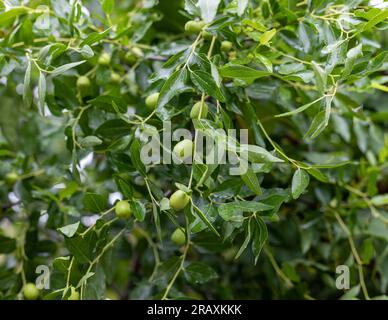 Jujube green unripe fruits on a tree Stock Photo