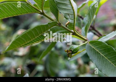 Young guava fruit growing on a guava fruit tree branch Stock Photo