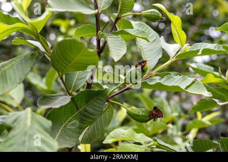 Small guava fruit growing on a fruit tree. Selective focus. Stock Photo