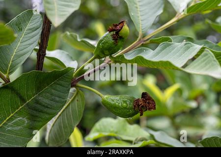 Small guavas fruit on a tree closeup with selective focus. Stock Photo
