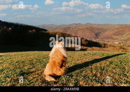 The dog in the Tuscan prairie Stock Photo