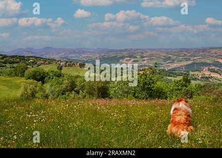 The dog in the Tuscan prairie Stock Photo