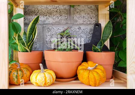 On a wooden shelf in clay pots there are green houseplants and yellow decorative pumpkins Stock Photo