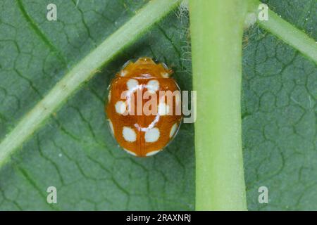 Small lady beetle, Vibidia duodecimguttata, brown and white insect on a leaf. Stock Photo