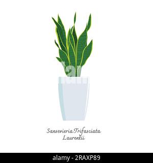 Collection of snake plants color flat vector. Color illustration of Sansevieria Trifasciata Laurentii. Mother-in-Laws Tongue. Interior plants. Stock Vector