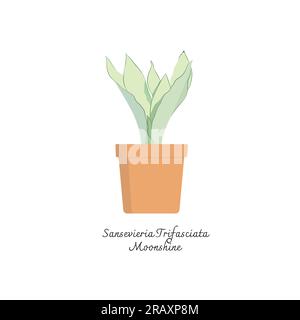 Collection of snake plants color flat vector. Color illustration of Sansevieria Trifasciata Moonshine. Mother-in-Laws Tongue. Interior Plants Stock Vector