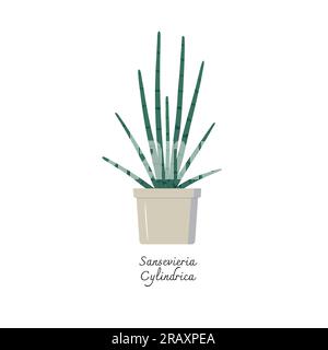 Collection of snake plants color flat vector. Color illustration of Sansevieria Cylindrica. Mother-in-Laws Tongue. Interior Plants. Stock Vector