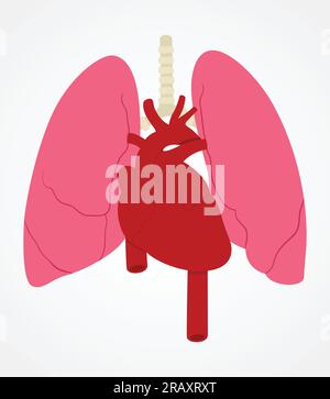 Flat medical graphic illustration of lung and heart, human internal organs Stock Vector