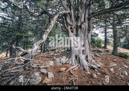 Lebanon cedar tree in mountains along lycian way in Turkey Stock Photo