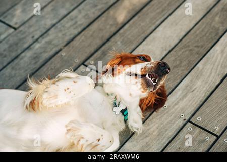 White and red beautiful Cocker Spaniel resting on aterrace, lying on the back Stock Photo
