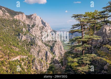 Scenic view of wild forest with huge Lebanon cedar trees in mountains along lycian way in Turkey. Stock Photo