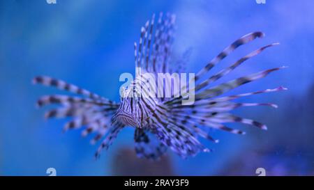 Red lionfish, Zebra fish, pterois volitans, one of the dangerous coral reef fish. Common Lionfish or Red Lionfish, Beautiful red Lionfish swimming Stock Photo