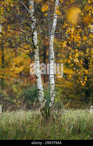 Birch tree with colorful leaves in autumn forest. Fall season in nature Stock Photo