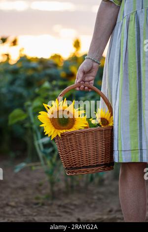 Woman farmer holding wicker basket with sunflower. Organic gardening and harvesting at farm. Summer in agricultural field Stock Photo